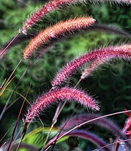 Ornamental grass in the West End