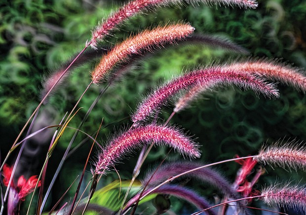 Ornamental grass in the West End