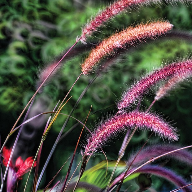 Ornamental grass in the West End