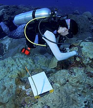  Rice University marine biologist Adrienne Correa taking samples at a Flower Garden Banks reef in 2016. (Copyrighted photo courtesy of Jesse Cancelmo for non-commercial use only.)
