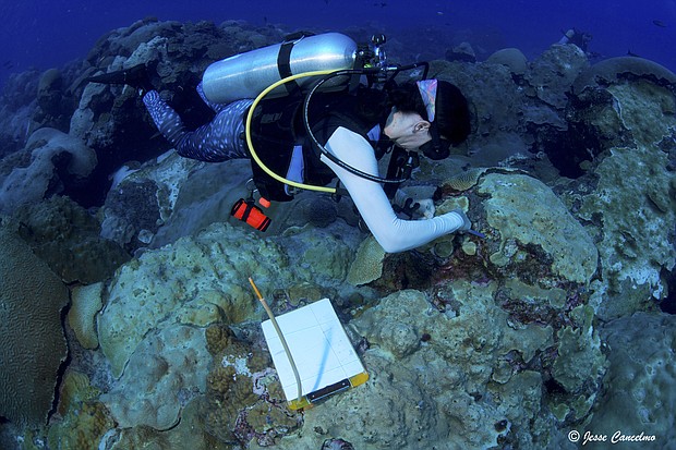  Rice University marine biologist Adrienne Correa taking samples at a Flower Garden Banks reef in 2016. (Copyrighted photo courtesy of Jesse Cancelmo for non-commercial use only.)
