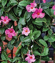 Mandevilla vine in West End