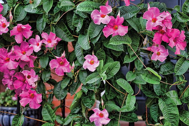 Mandevilla vine in West End