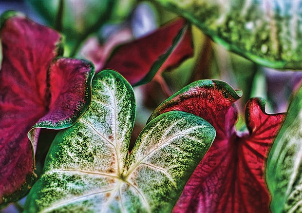 Coleus in the East End