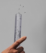 natural bacterium Wolbachia pipientis that is said to be a new bio-engineered "assassin mosquito" /USNews