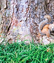 Squirrel camouflaged in the East End