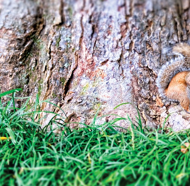 Squirrel camouflaged in the East End