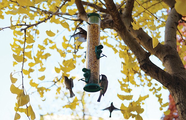 Birds in Ginkgo tree in Downtown