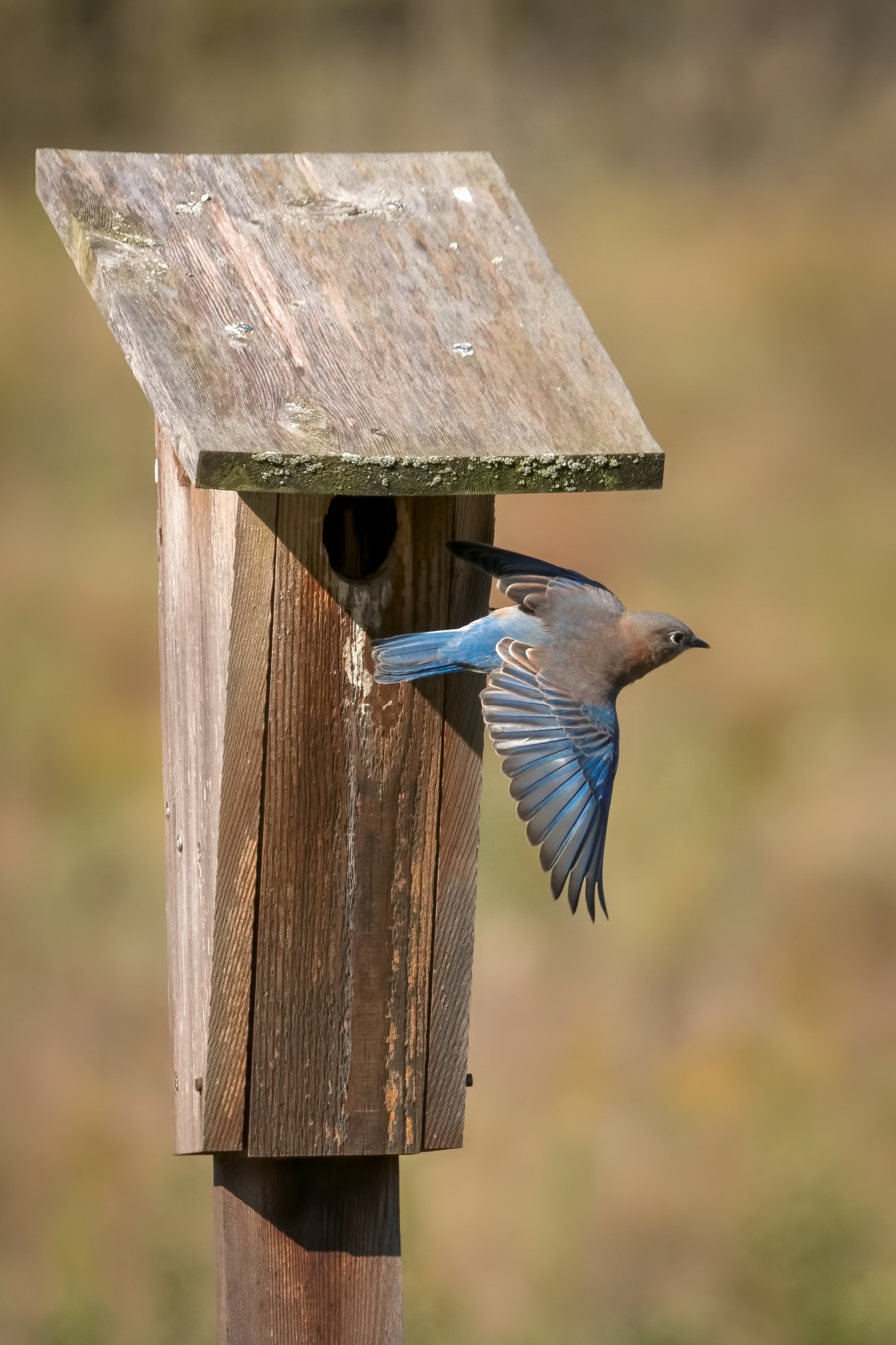 Birdhouse Best In November Forest Preserve Photo Contest The