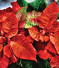 Vibrant poinsettia for the season