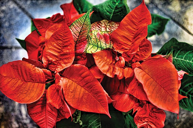 Vibrant poinsettia for the season