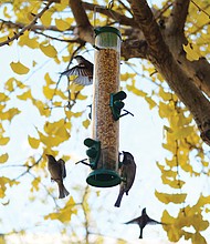 Birds flock to a feeder at 4th and Grace streets in Downtown. 