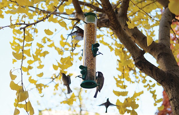 Birds flock to a feeder at 4th and Grace streets in Downtown. 