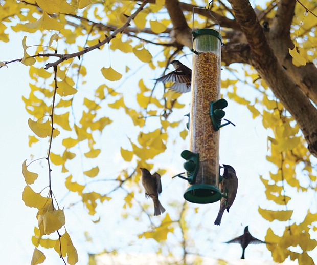 Birds flock to a feeder at 4th and Grace streets in Downtown. 