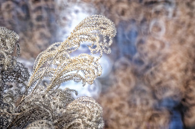 Decorative grass in North Side