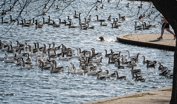 A dog tests the waters of Shield’s Lake in Byrd Park on Tuesday to see if he wants to join the gaggle of geese enjoying the unseasonably warm weather. The National Weather Service recorded a high temperature of 73 degrees Tuesday in Richmond, which is well above the normal 48 degree high for this time of year. Temperatures should remain mild through the weekend, with highs in the low 60s and rain possible on Sunday. A return to cooler, more seasonal weather is expected early next week.