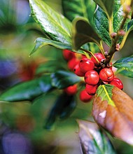 Nandina in North Side