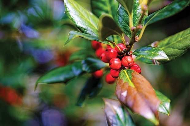 Nandina in North Side