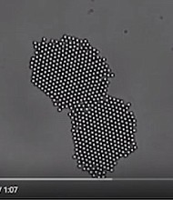Particles rotated in a spinning magnetic field of 11 gauss and 20 Hz merge and reorganize themselves to quench a grain boundary, which is forced to the outside of the array and eventually eliminated. (Credit: Video by the Biswal Lab)
