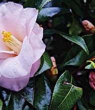 Camilia in the West End