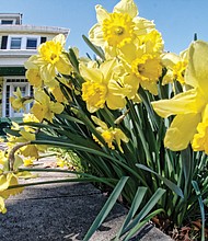 Sun-loving daffodils in North Side // 