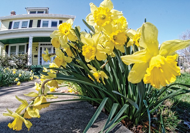 Sun-loving daffodils in North Side // 