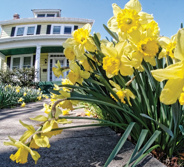 Sun-loving daffodils in North Side // 