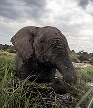  African Elephant