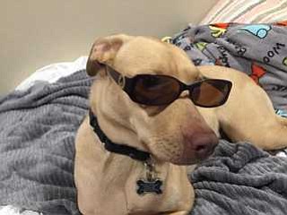 A Tampa grandmother said she was attacked at Northwest County dog park on Tuesday after a couple got mad that …