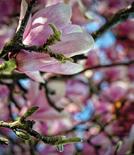 Saucer magnolia bloom in North Side