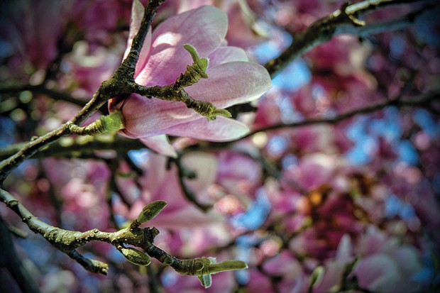 Saucer magnolia bloom in North Side