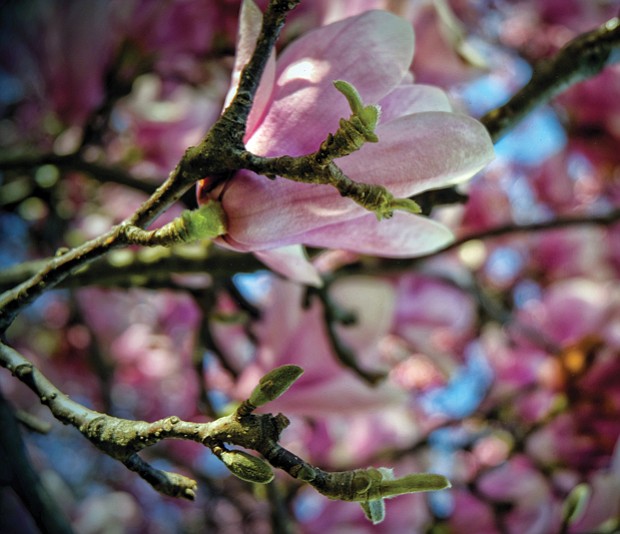 Saucer magnolia bloom in North Side