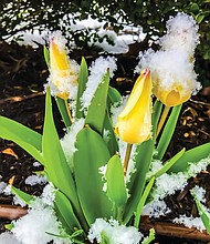 Spring flowers covered in snow in North Side