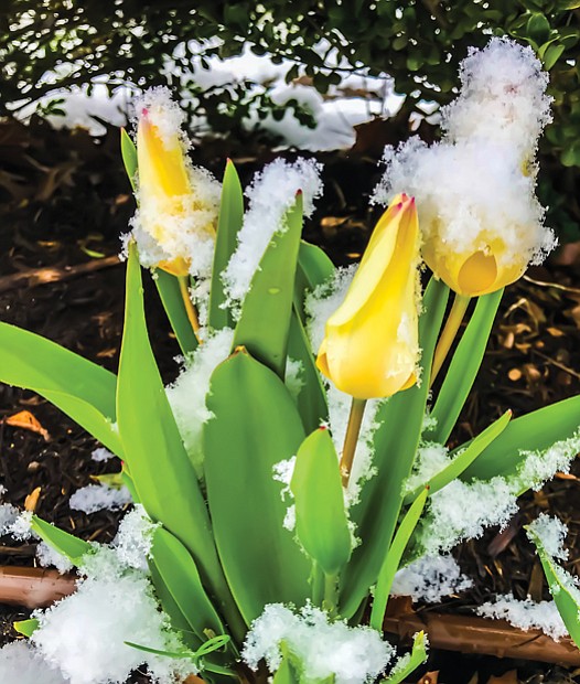 Spring flowers covered in snow in North Side