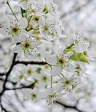 Bradford pear blooms in North Side