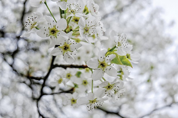 Bradford pear blooms in North Side