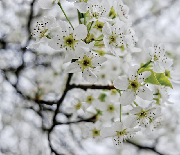 Bradford pear blooms in North Side