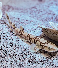 Shark! //
A chain catshark checks out its new home at the Robins Nature & Visitor Center at Maymont. 