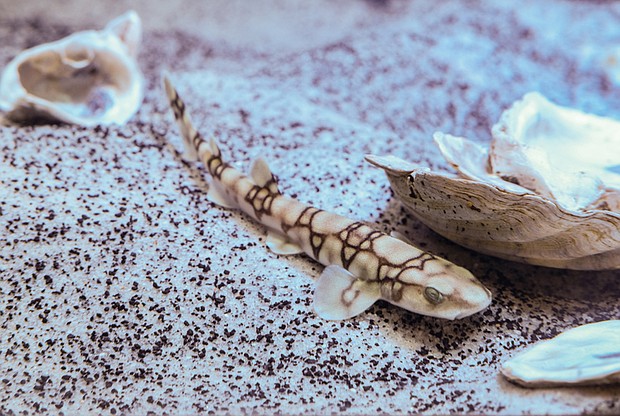 Shark! //
A chain catshark checks out its new home at the Robins Nature & Visitor Center at Maymont. 