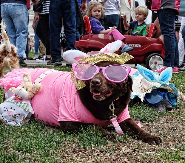 A couple of well-dressed pooches, left, take a break in their Easter bonnets and matching sunglasses and bunny ears. The annual event also features a pet bonnet showcase.
