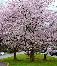 Signs of spring in the West End