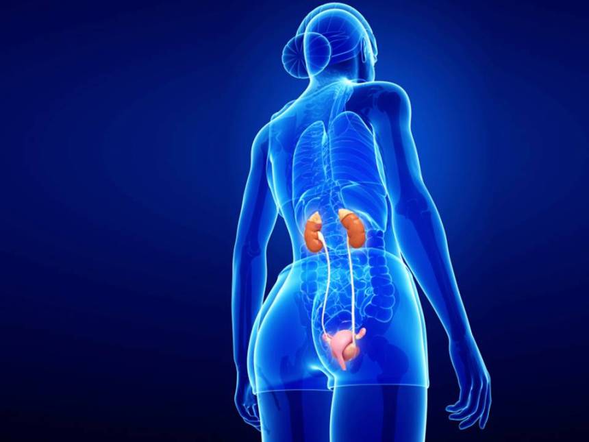 What Really Happens When You Donate a Kidney? Houston Style Magazine