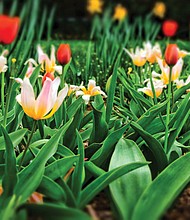 Field of tulips in the West End