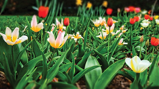 Field of tulips in the West End