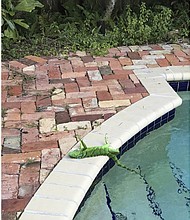  An iguana that froze lies near a pool after falling from a tree in Boca Raton, Florida on Thursday.