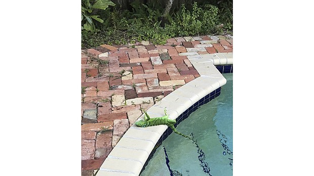  An iguana that froze lies near a pool after falling from a tree in Boca Raton, Florida on Thursday.