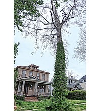 Ivy climbs the trunk of this dying sycamore that Spencer Turner wants the city to remove from in front of his home in the 100 block of West Lancaster Road in North Side.