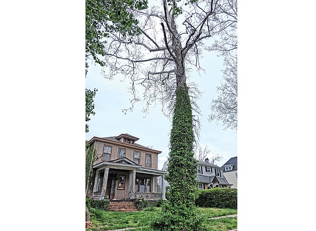 Ivy climbs the trunk of this dying sycamore that Spencer Turner wants the city to remove from in front of his home in the 100 block of West Lancaster Road in North Side.