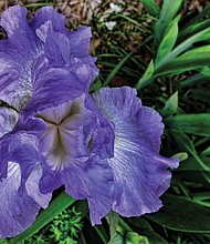 Irises in the West End