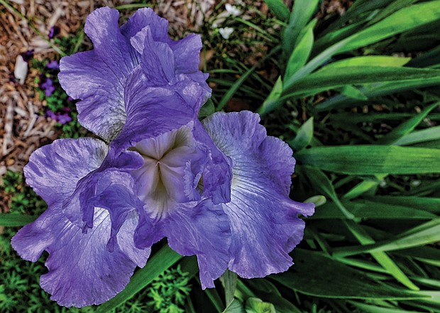 Irises in the West End